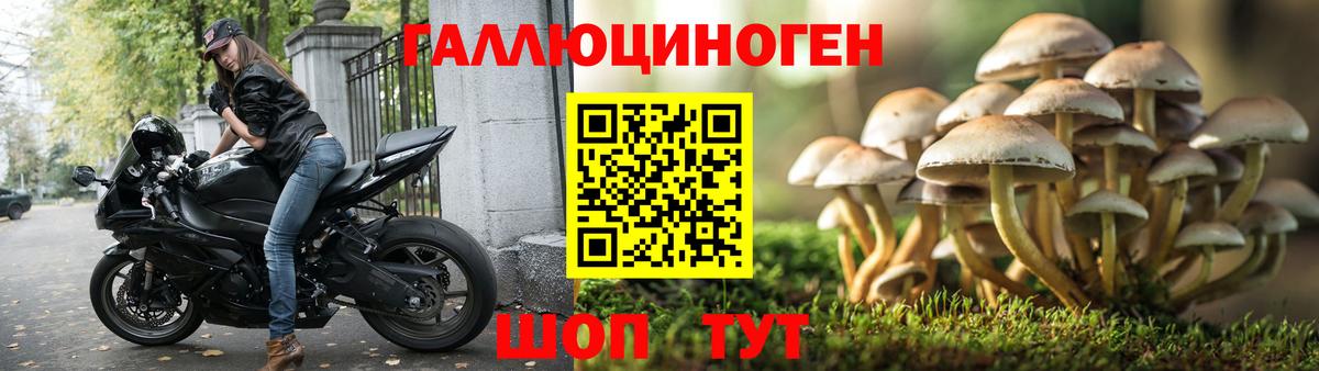 Саянск  Псилоцибиновые грибы Psilocybine cubensis  наркотики  Вход с VPN 